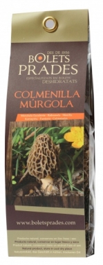 COMMON MOREL - MORCHELA ESCULENTE